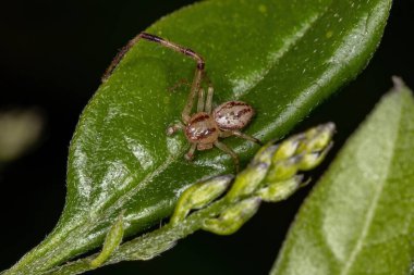 Thomisidae ailesinden Yetişkin Erkek Yengeç Örümceği