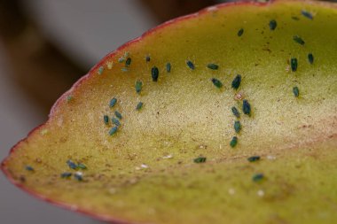 Aphididae familyasının küçük yaprak bitkileri Kalanchoe çiçekleri türünün alevli katy 'si