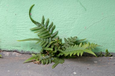 Merdiven eğreltiotu türü Pteris vittata