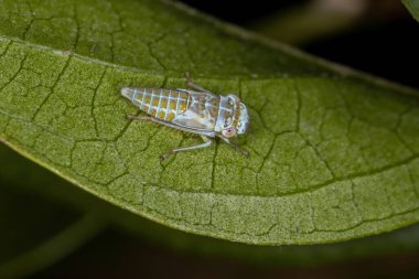 Cicadellidae ailesinin tipik Leafhopper Nymph 'i.