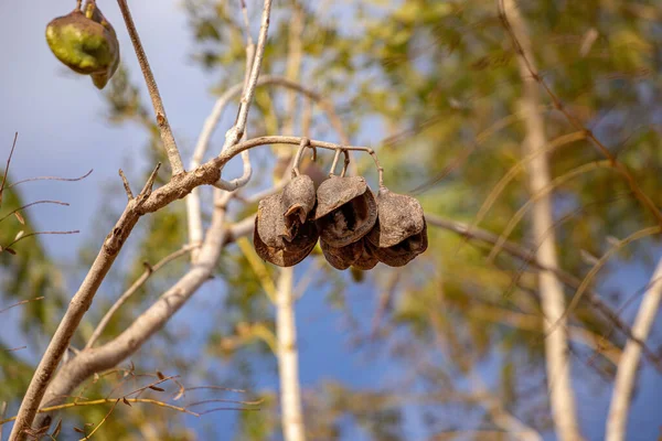 Jacaranda Mimosifolia Fajhoz Tartozó Kék Jakaranda Gyümölcsei — Stock Fotó