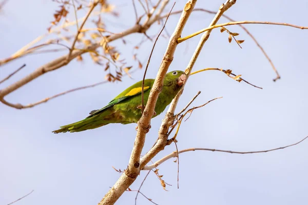 Yellow Chevroned Parakeet Species Brotogeris Chiriri — Stock Photo, Image