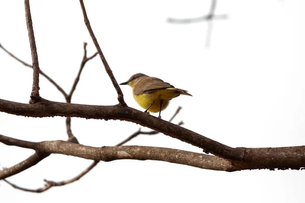 Bovins Adultes Tyran Espèce Machetornis Rixosa — Photo