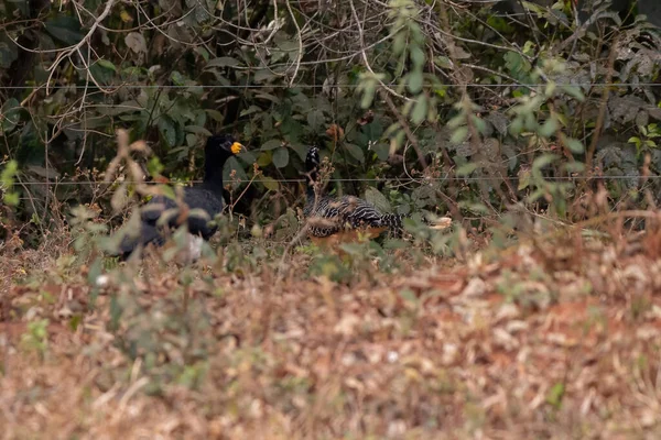 Varón Adulto Curassow Desnudo Especie Crax Fasciolata — Foto de Stock