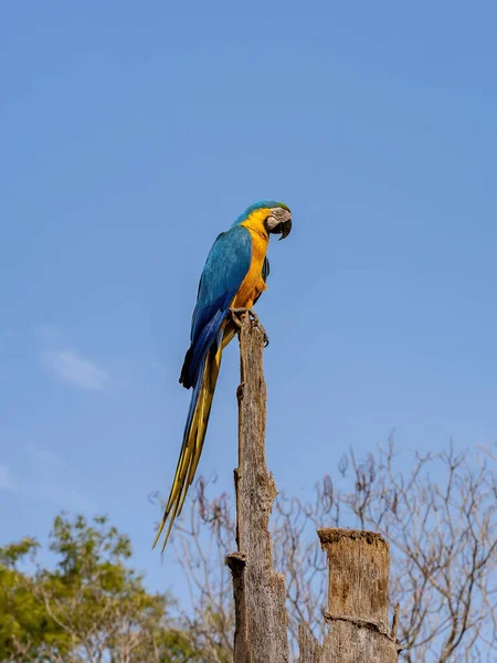 Arara Azul Amarela Adulta Espécie Ara Ararauna — Fotografia de Stock