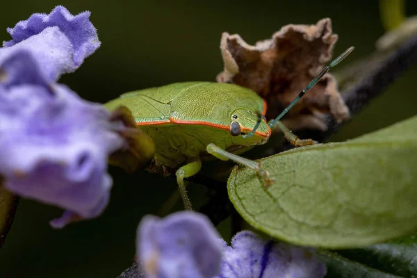 Duranta Erecta 식물의 스카이 플라워에 Genus Chinavia Green Stink Bug — 스톡 사진