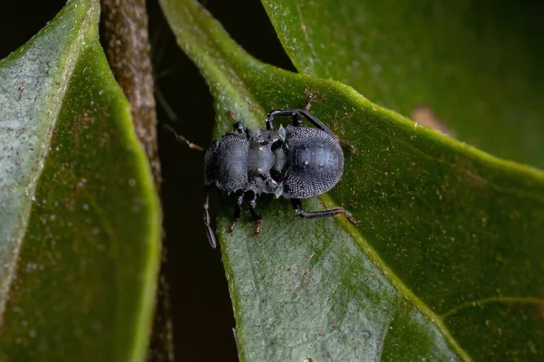 Cephalotes 거북을 흉내내는 분무기 — 스톡 사진