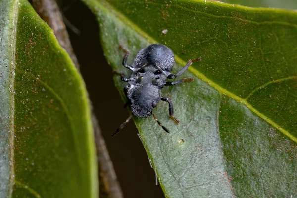 Pentatomomorph Bug Naśladujący Żółwie Mrówki Rodzaju Cephalotes — Zdjęcie stockowe