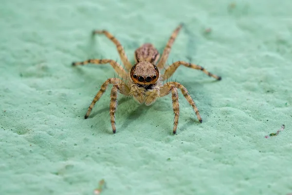 Petite Araignée Sauteuse Paroi Grise Espèce Menemerus Bivittatus — Photo