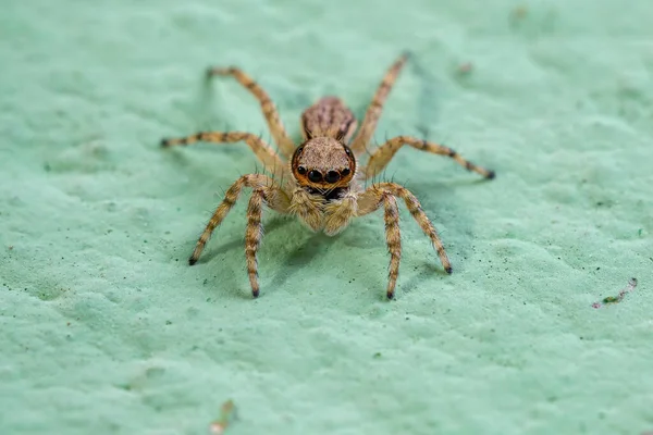 Pequeño Salto Pared Gris Araña Especie Menemerus Bivittatus — Foto de Stock