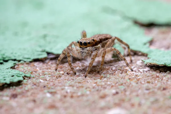 Piccolo Ragno Saltatore Grigio Della Specie Menemerus Bivittatus — Foto Stock