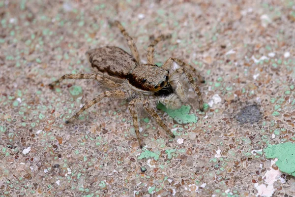 Pequena Parede Cinza Saltando Aranha Espécie Menemerus Bivittatus — Fotografia de Stock