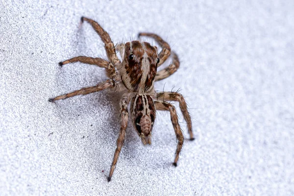 Pequena Aranha Salto Pantropical Espécie Plexippus Paykulli — Fotografia de Stock