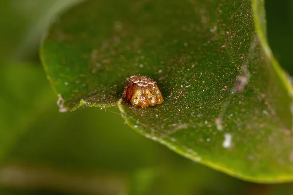 Reduviidae Ailesinden Suikastçı Böcek Yumurtaları — Stok fotoğraf