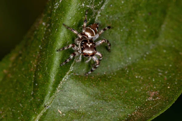Petite Araignée Sauteuse Espèce Philira Micans — Photo