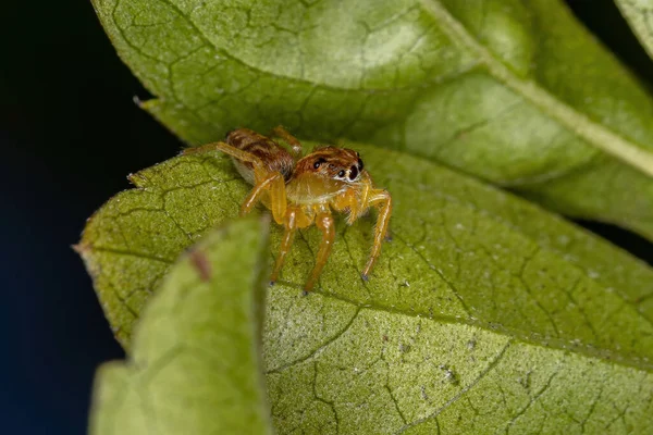Malý Skákající Pavouk Rodu Frigga — Stock fotografie