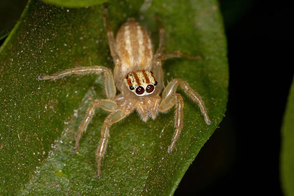 Adult Female Jumping Spider Genus Chira — Stock Photo, Image
