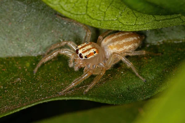 Ausgewachsene Weibliche Springspinne Der Gattung Chira — Stockfoto