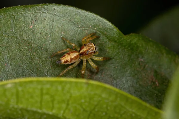 Μικρή Άλμα Αράχνη Του Genus Frigga — Φωτογραφία Αρχείου