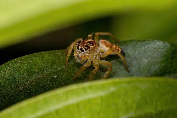 Pequena Aranha Saltitante Gênero Frigga — Fotografia de Stock