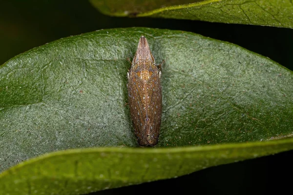 Malý Typický Leafhopper Kmene Scaphytopiini — Stock fotografie