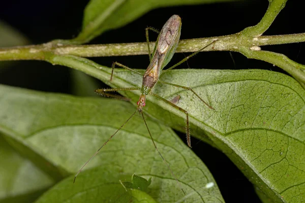 Felnőtt Assassin Bug Törzs Harpactorini — Stock Fotó