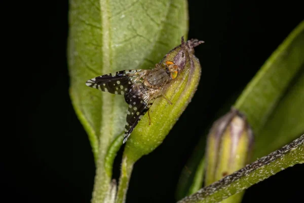 Ενηλίκων Fly Φρούτα Της Οικογένειας Tephritidae — Φωτογραφία Αρχείου