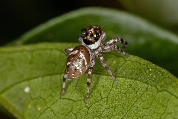 Petite Araignée Sauteuse Espèce Philira Micans — Photo