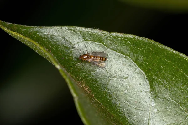 Dospělí Nekousající Midge Čeledi Chironomidae — Stock fotografie