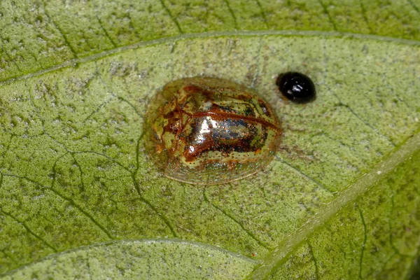 Coléoptère Adulte Tribu Des Cassidini — Photo