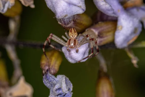 Adult Male Crab Spider Family Thomisidae — стокове фото