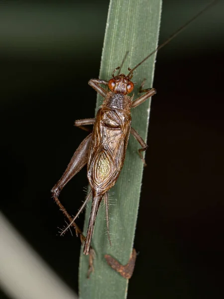 수컷큰 귀뚜라미 Trigonidiidae — 스톡 사진