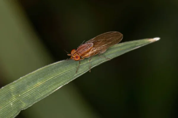 Adult Lauxaniid Fly Της Οικογένειας Lauxaniidae — Φωτογραφία Αρχείου