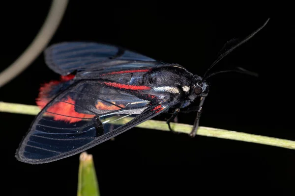 Adult Tiger Moth Släktet Dinia — Stockfoto