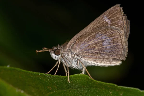 Adult Inca Skipper Dari Spesies Vehilius Inca — Stok Foto