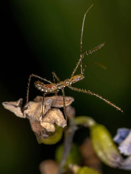 Assassin Bug Nymph Från Stammen Harpactorini — Stockfoto