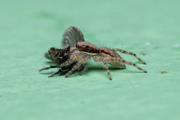 Little Gray Wall Jumping Spider Species Menemerus Bivittatus Żerujący Dorosłej — Zdjęcie stockowe