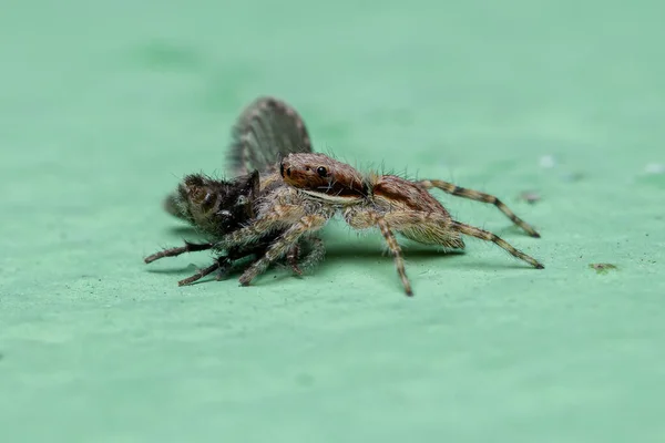 Malá Šedá Stěna Skákání Pavouk Druhu Menemerus Bivittatus Kořist Dospělé — Stock fotografie