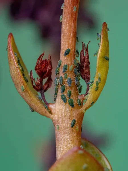 植物上のFamily Aphidiaeの小さなアブラムシの昆虫種Kalancoe Flowfeldianaの炎のケイティ — ストック写真