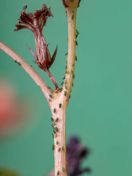 植物上のFamily Aphidiaeの小さなアブラムシの昆虫種Kalancoe Flowfeldianaの炎のケイティ — ストック写真