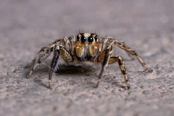 Masculino Adulto Pantropical Salto Araña Especie Plexippus Paykulli —  Fotos de Stock