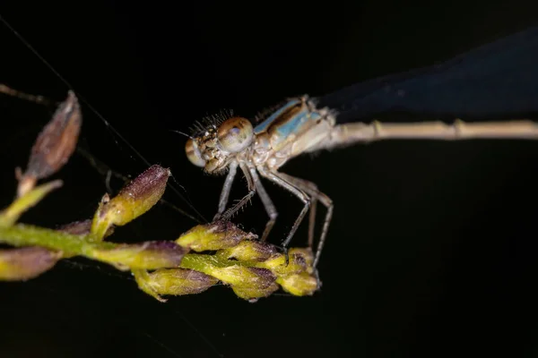 Damselfly Asa Estreita Adulta Família Coenagrionidae — Fotografia de Stock