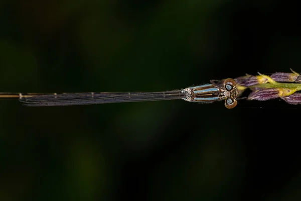 Coenagrionidae Ailesinin Yetişkin Dar Kanatlı Küçük Sineği — Stok fotoğraf