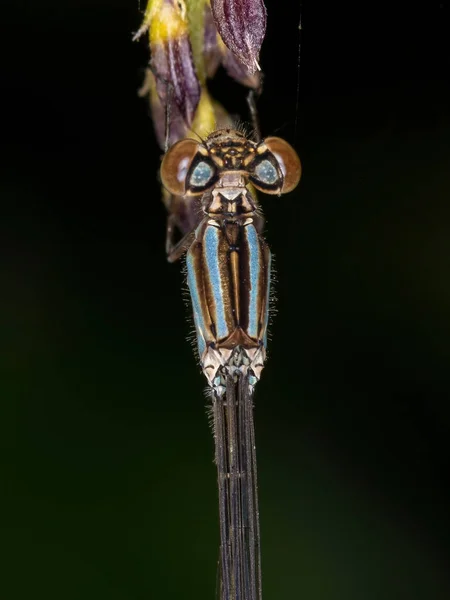 Dorosły Wąskoskrzydły Ważka Rodziny Coenagrionidae — Zdjęcie stockowe