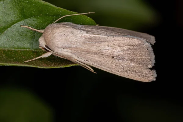 Dorosły Wainscot Moth Plemienia Leucaniini — Zdjęcie stockowe