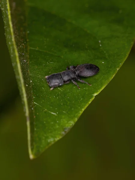 Formica Piccola Tartaruga Nera Adulta Del Genere Cephalotes — Foto Stock