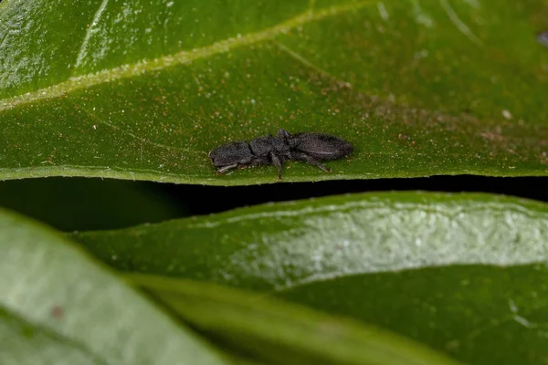 属頭足類の小さな成虫黒亀甲アリ — ストック写真