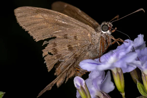 Dospělý Kapitán Motýl Rodiny Hesperiidae — Stock fotografie