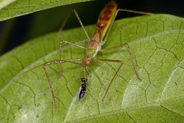 Felnőtt Assassin Bug Törzs Harpactorini Zsákmány Egy Chalcidoid Darazsak Superfamily — Stock Fotó