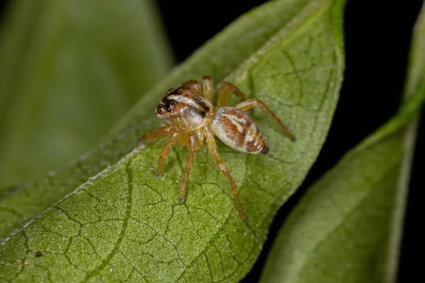 Pequena Aranha Saltitante Gênero Frigga — Fotografia de Stock